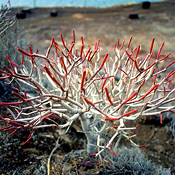 Maroussa Maravelia - Landscapes