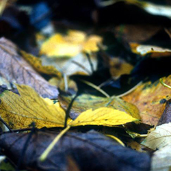 Maroussa Maravelia - Landscapes