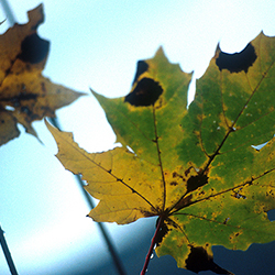 Maroussa Maravelia - Landscapes